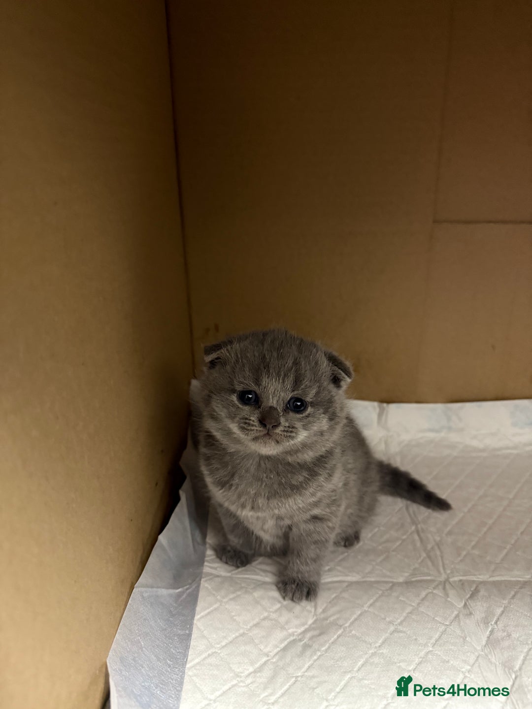 Scottish Fold cats for sale: LAST Scottish straight girl left - Advert 10