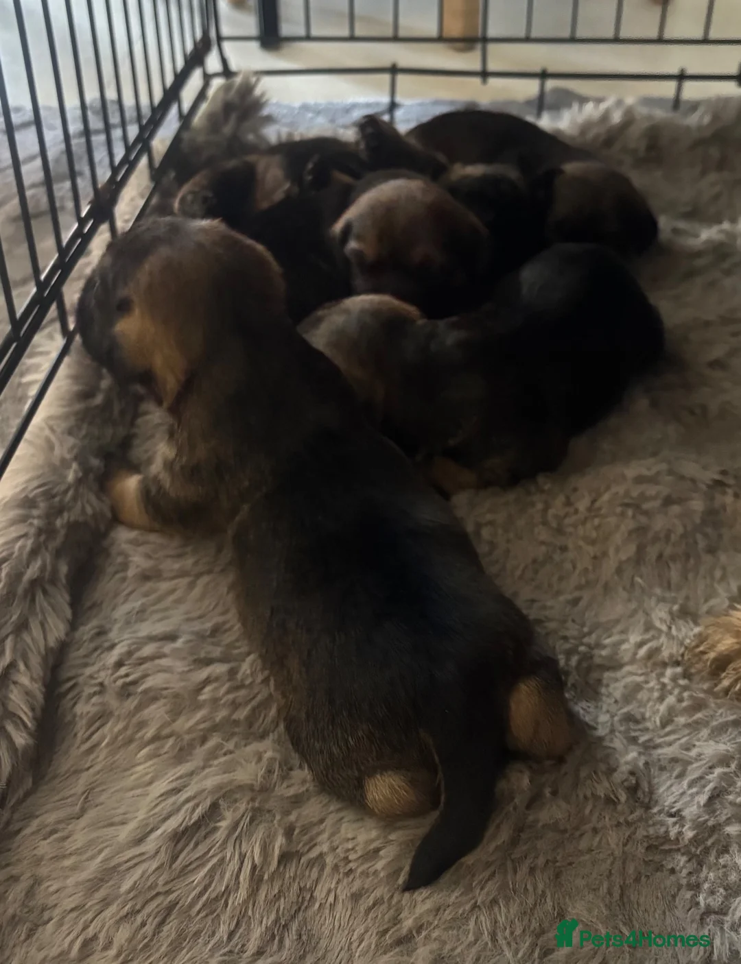 Border Terrier dogs for sale: Border terrier - Advert 1