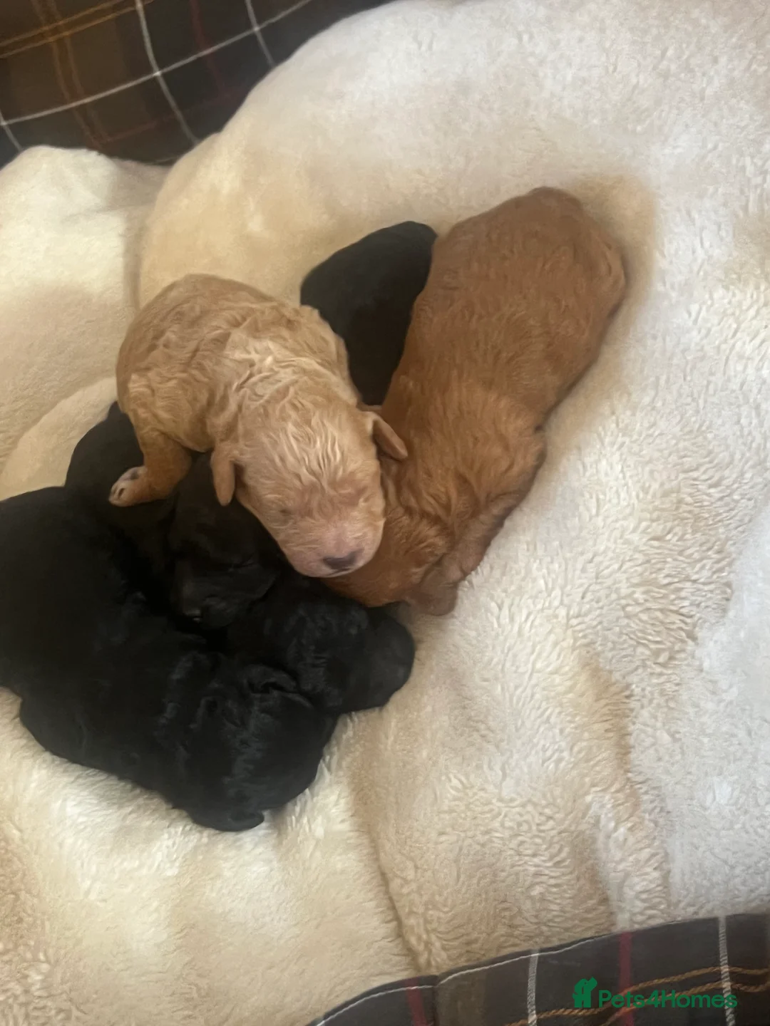 Poodle dogs for sale: 🐶🐶🐶TOY POODLES for sale🐶🐶🐶 - Advert 13