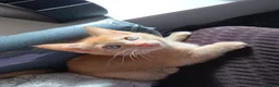 Mixed Breed cats for sale: Sphynx cross siamese - Advert 4