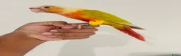Conures birds for sale: Hand reared conures for sale  - Advert 1