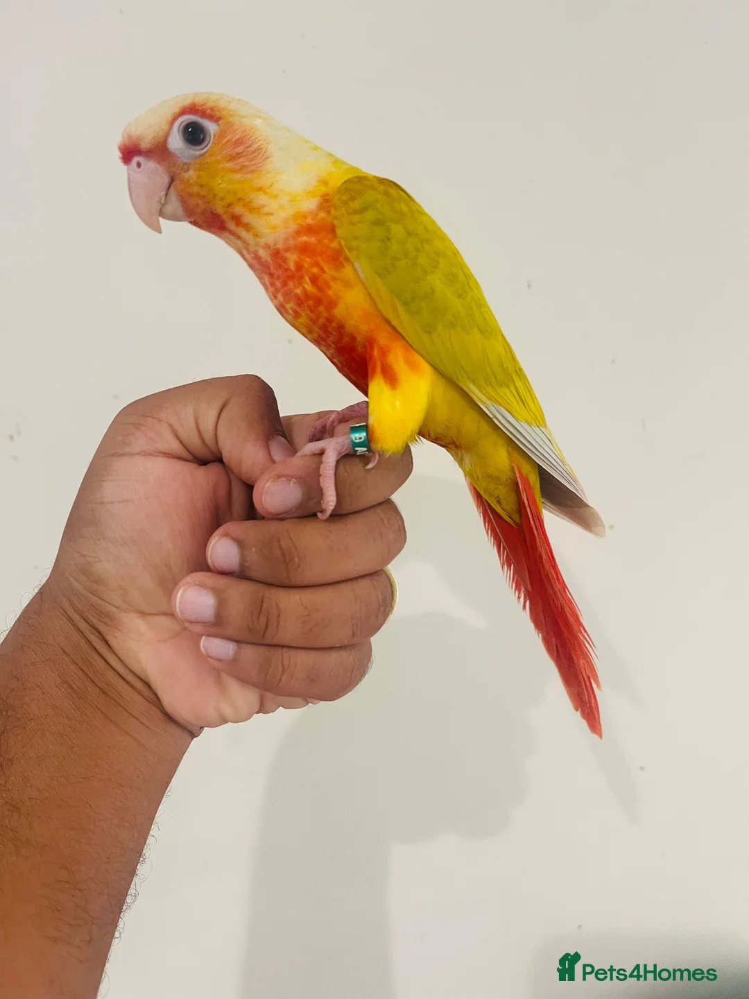 Conures birds for sale: Hand reared conures for sale  - Advert 1