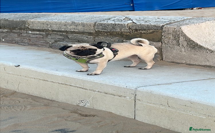 Pug dogs - Advert 1