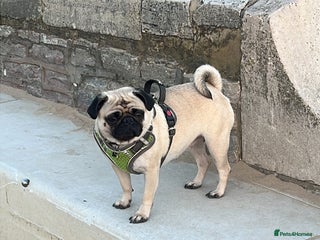 Pug dogs - Advert 12