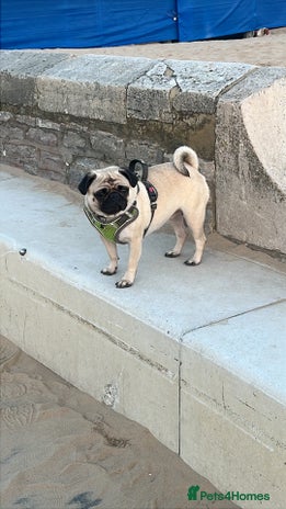 Pug dogs - Advert 1