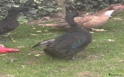 Ducks poultry for sale: 4 ducks for sale  - Image 6