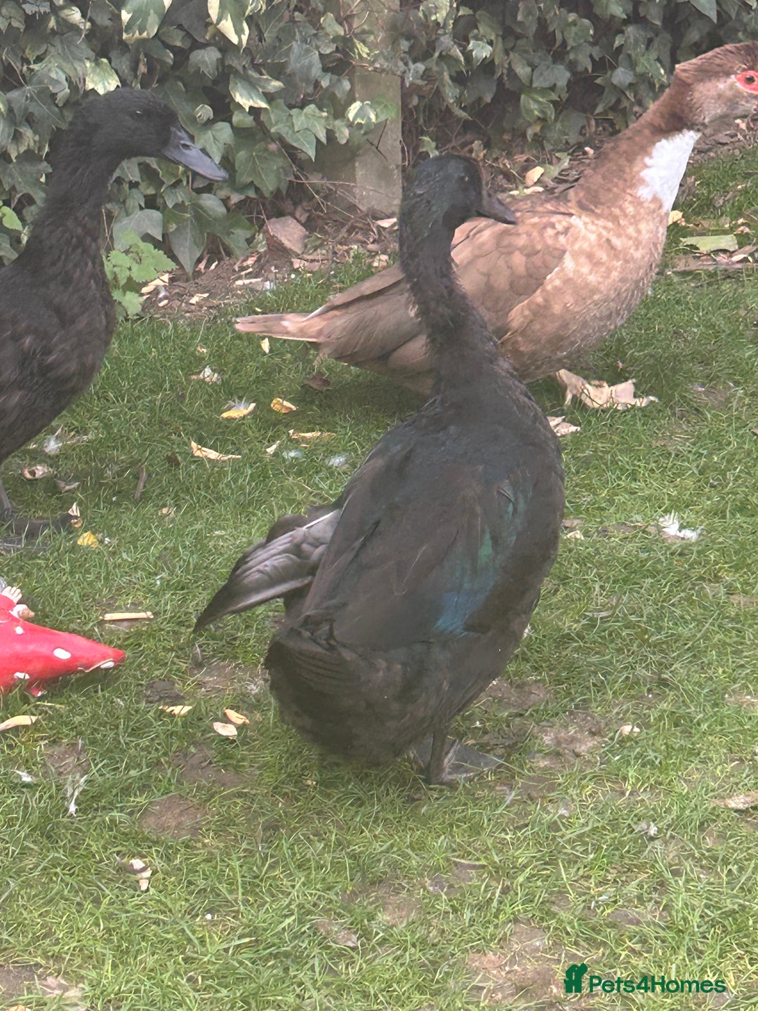 Ducks poultry for sale: 4 ducks for sale  - Image 6
