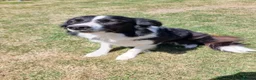 Border Collie dogs for sale: Border collie for sale - Advert 6