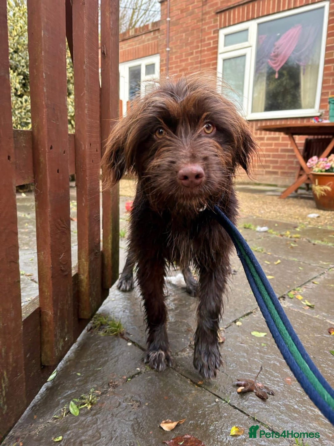 Mixed Breed dogs for adoption: Hazel - Norwich Norfolk  - Advert 6
