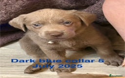 Labrador Retriever dogs for sale: 8 Beautiful Silver Labrador Retriever Puppies  - Image 11