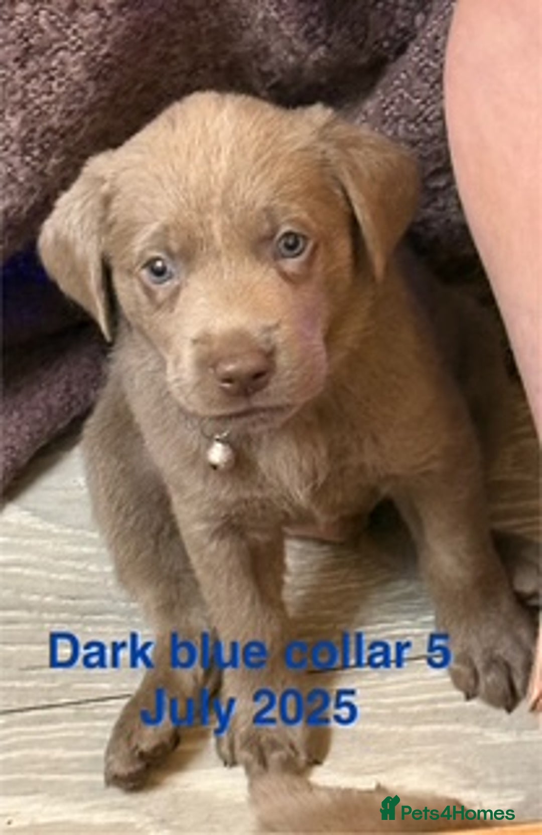 Labrador Retriever dogs for sale: 8 Beautiful Silver Labrador Retriever Puppies  - Image 11