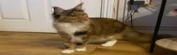 Maine Coon cats for sale: 2 Maine coon kittens  - Advert 18