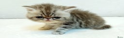 Exotic cats for sale: Chubby kittens - Advert 21