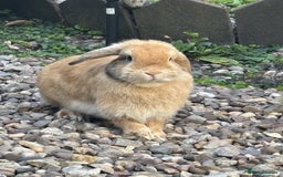 Mini Lop rabbits for sale: 6 weeks old netherland dwarf / mini lop mix - Image 8