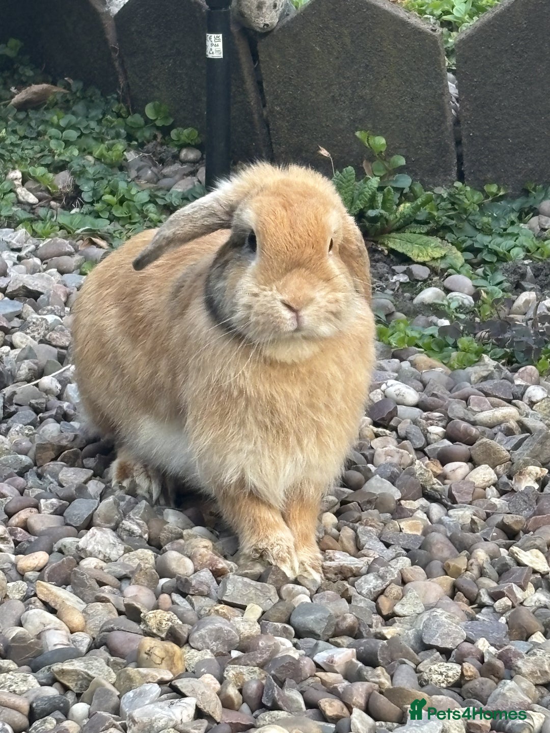 Mini Lop rabbits for sale: 6 weeks old netherland dwarf / mini lop mix - Image 8