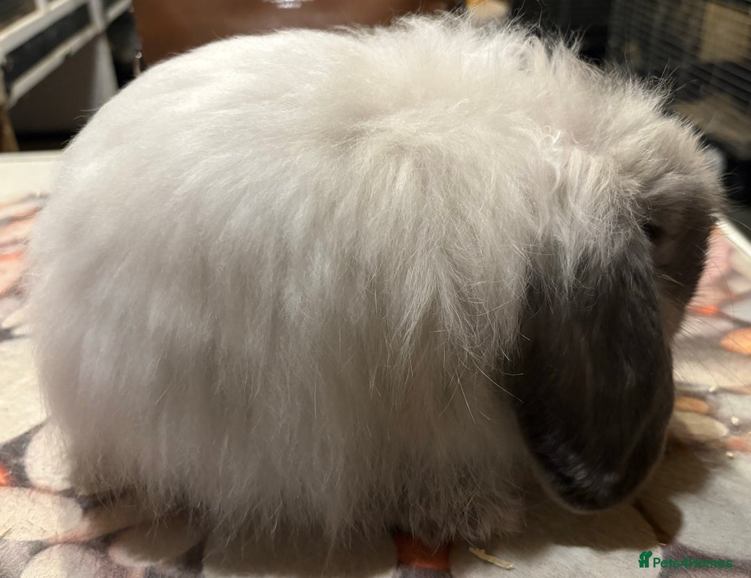 Mini Lion Lop rabbits for sale: Double mane lionlops ready now - Image 9