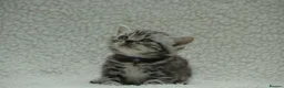 British Shorthair cats for sale: Gccf registered British Shorthair silver tabby's  - Advert 16