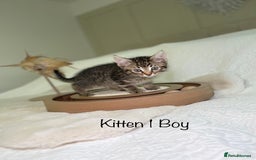 Mixed Breed cats for sale: Kittens 8 weeks old ready now  - Advert 4