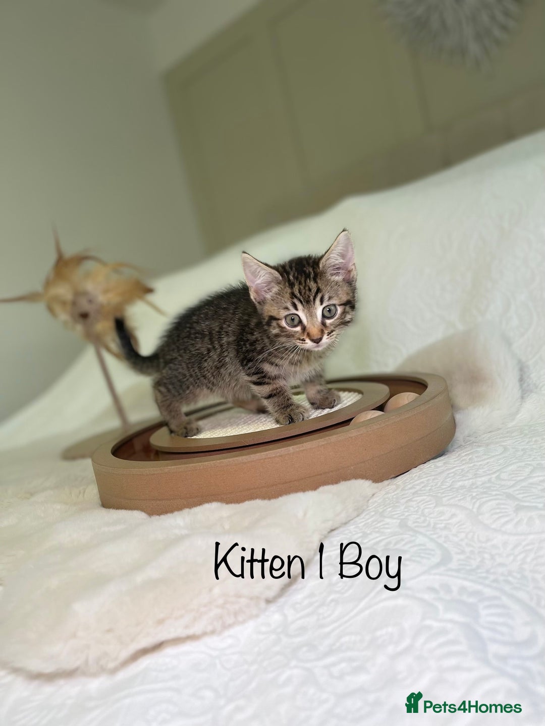 Mixed Breed cats for sale: Kittens 8 weeks old ready now  - Advert 4