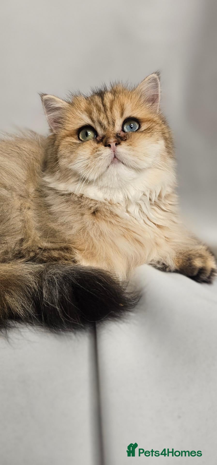 British Shorthair cats Bsh GOLDEN Chunky Kittens🐱 Ready go now - Advert 1