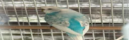 Budgerigars birds for sale: Baby budgies  - Advert 5