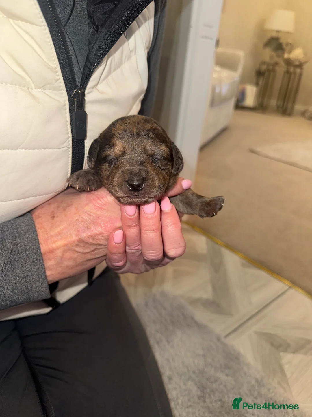 Mixed Breed dogs for sale: Beautiful Dachshund X westie puppies - Advert 4