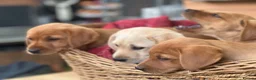 Labrador Retriever dogs for sale: KC Reg Labrador pups Working Traditional Chunky - Advert 12