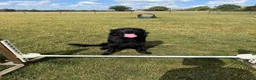 Mixed Breed dogs for sale: Pepsi in Norwich - Advert 2