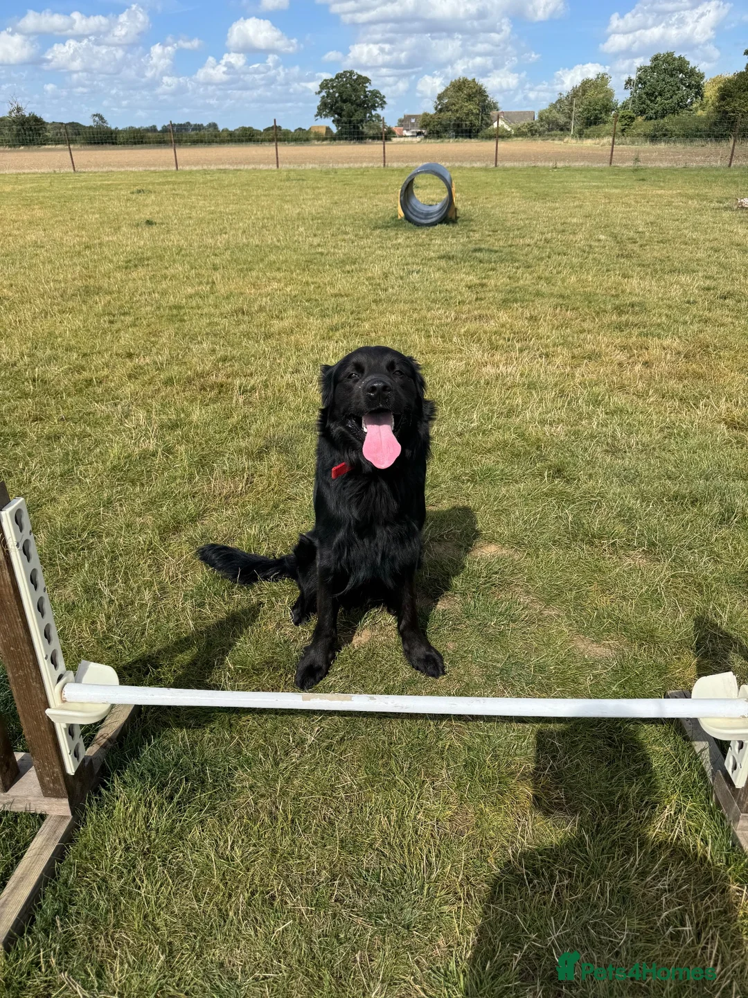 Mixed Breed dogs for sale: Pepsi in Norwich - Advert 2