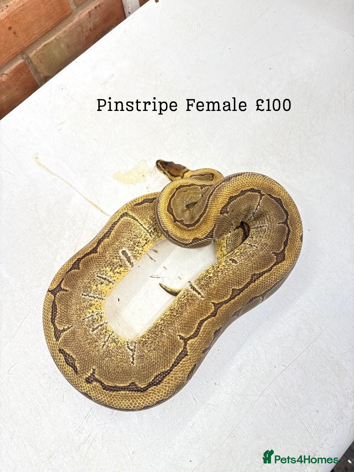 Python Snake reptiles 9 ball pythons  - Advert 8