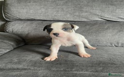 Staffordshire Bull Terrier dogs for sale: Beautiful staff pups for sale - Image 2