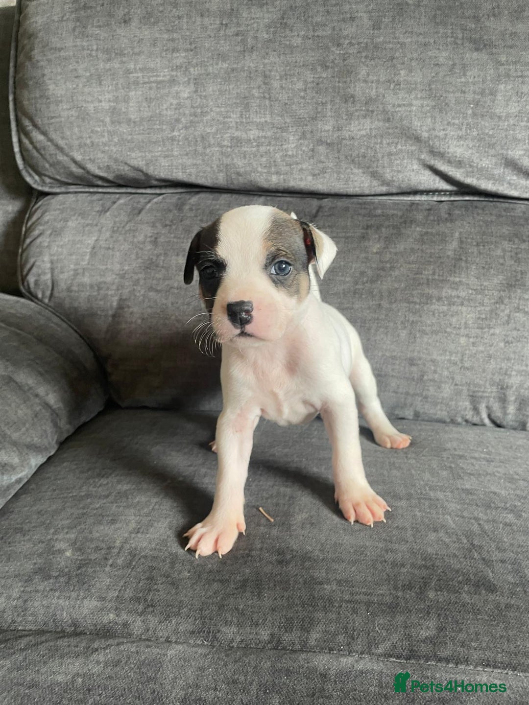 Staffordshire Bull Terrier dogs for sale: Beautiful staff pups for sale - Image 2