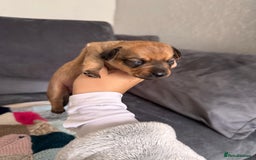 Mixed Breed dogs for sale: Mini dachshund x chihuahua  - Image 3