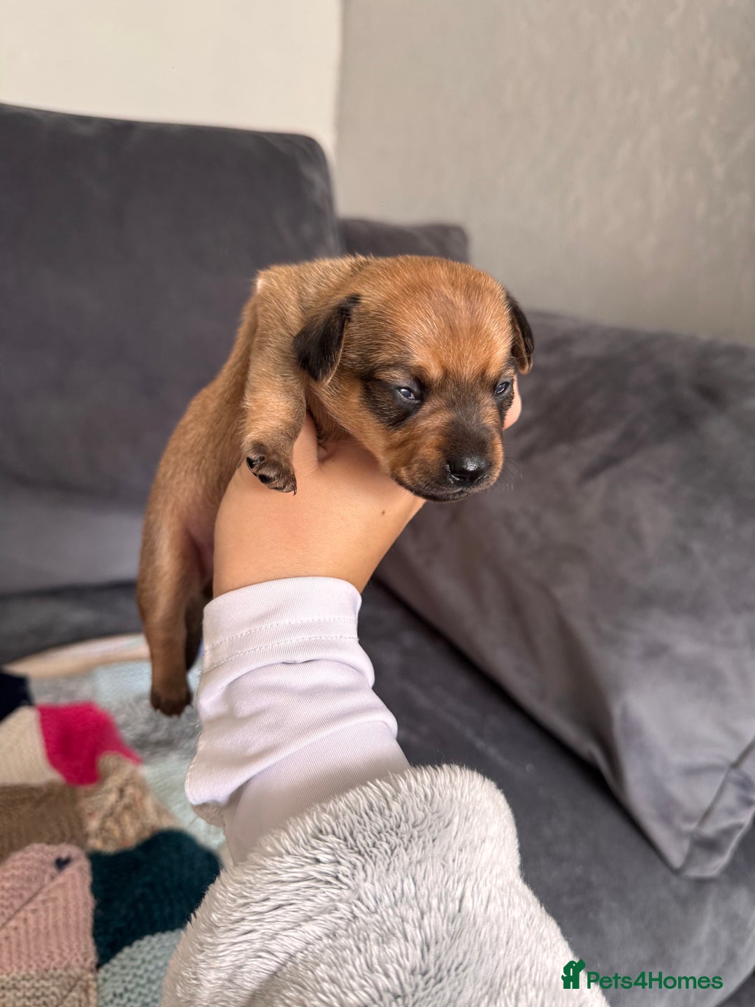 Mixed Breed dogs for sale: Mini dachshund x chihuahua  - Image 3