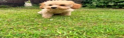 Toy Poodle dogs for sale: 1 boy available healthtested beautiful toy poodle  - Advert 8