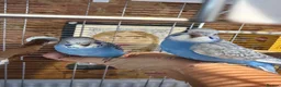 Budgerigars birds for sale: Beautiful Baby Budgies - Advert 2