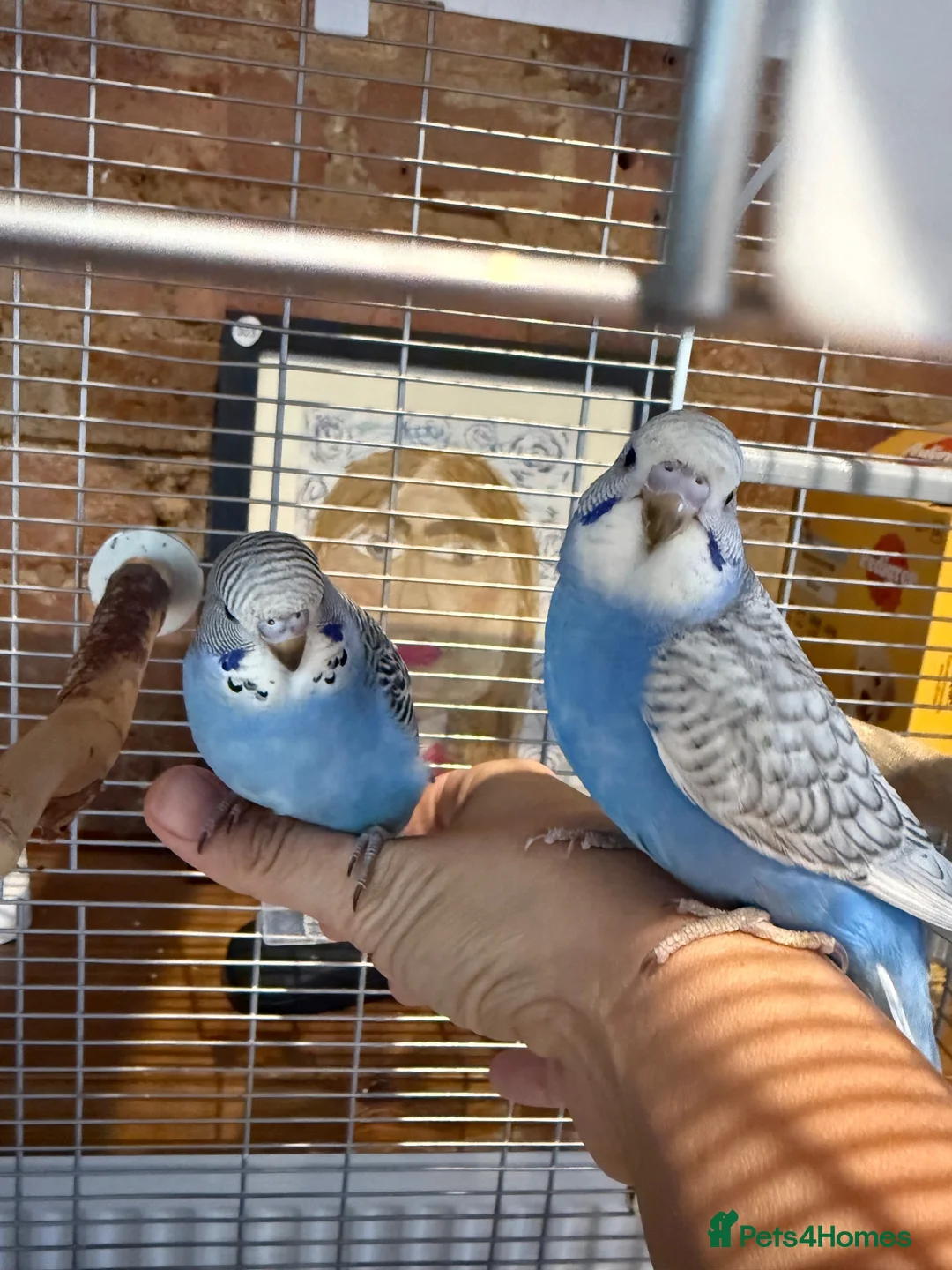 Budgerigars birds for sale: Beautiful Baby Budgies - Advert 2