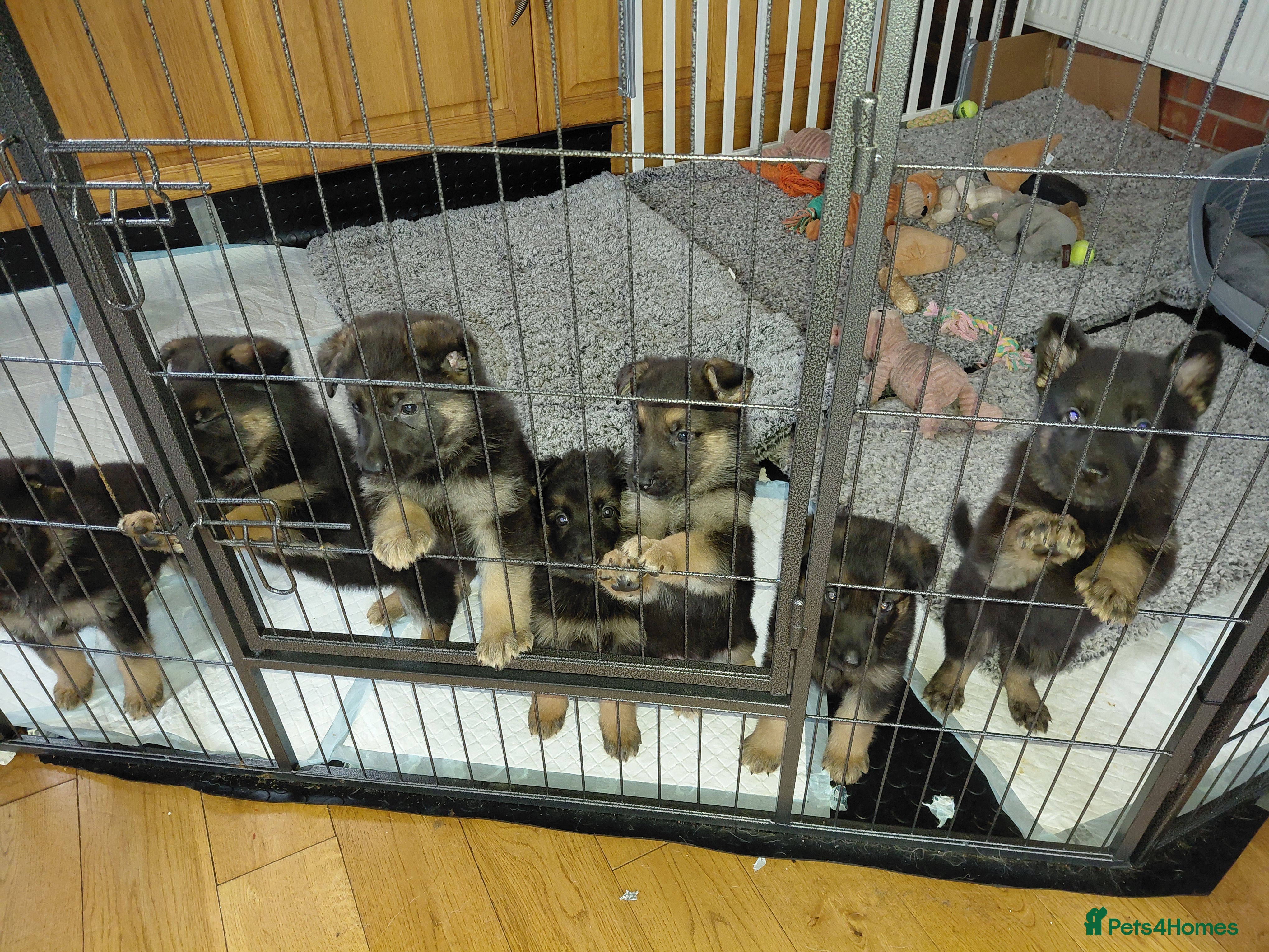 German Shepherd dogs gsd puppies for sale - Advert 9