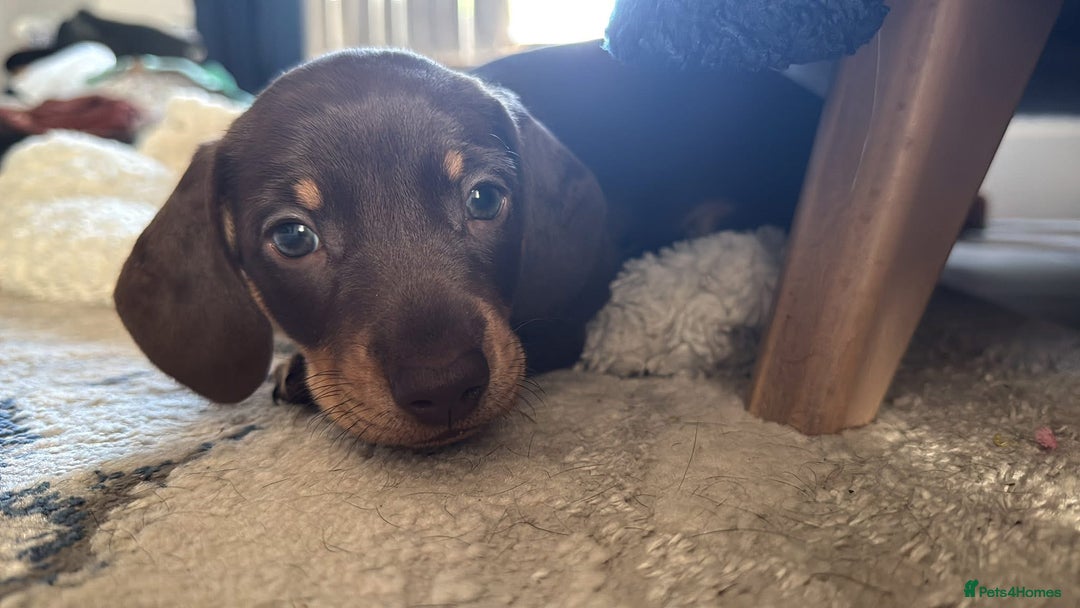 Miniature Dachshund dogs for sale: Mini dash - brown male - ready now  - Image 3
