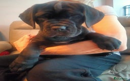 Cane Corso dogs for sale: Cane Corso puppies 14/11/25 - Image 11