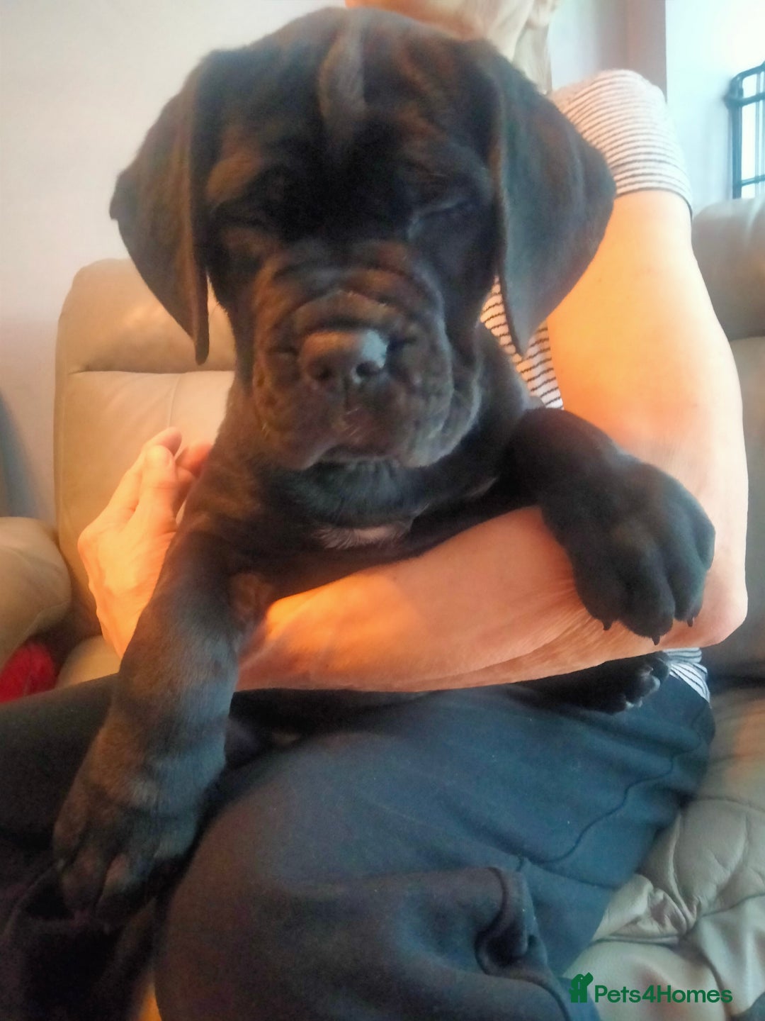 Cane Corso dogs for sale: Cane Corso puppies 14/11/25 - Image 11