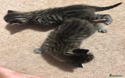 Mixed Breed cats for sale: Beautiful kittens  - Image 3