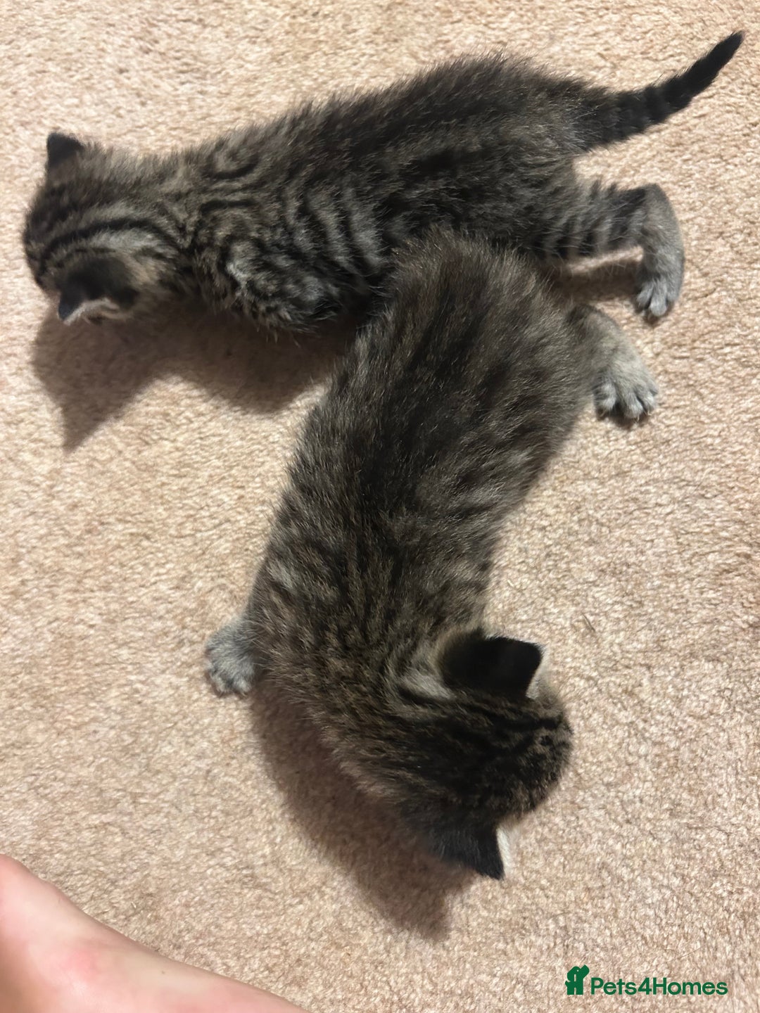 Mixed Breed cats for sale: Beautiful kittens  - Image 3
