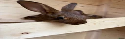 Belgian Hares rabbits for sale: Baby Belgian Hares in Redcar - Advert 8