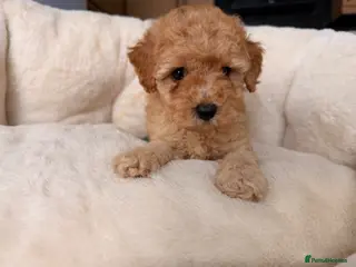 Poochon dogs 🌸 Beautiful Poochon Girls Available Now 🌸 - Advert 2