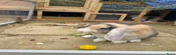 English Lop rabbits for sale: Adorable Baby Rabbits for Sale(boy and girl left) - Advert 1