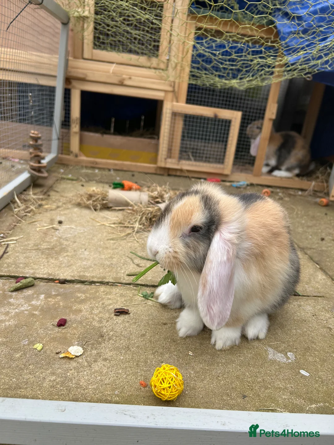 English Lop rabbits for sale: Adorable Baby Rabbits for Sale(boy and girl left) - Advert 1