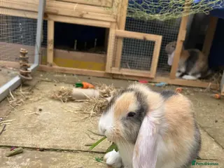 English Lop rabbits Adorable Baby Rabbits for Sale 🐰💛 - Advert 9