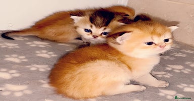 British Shorthair cats - Advert 10