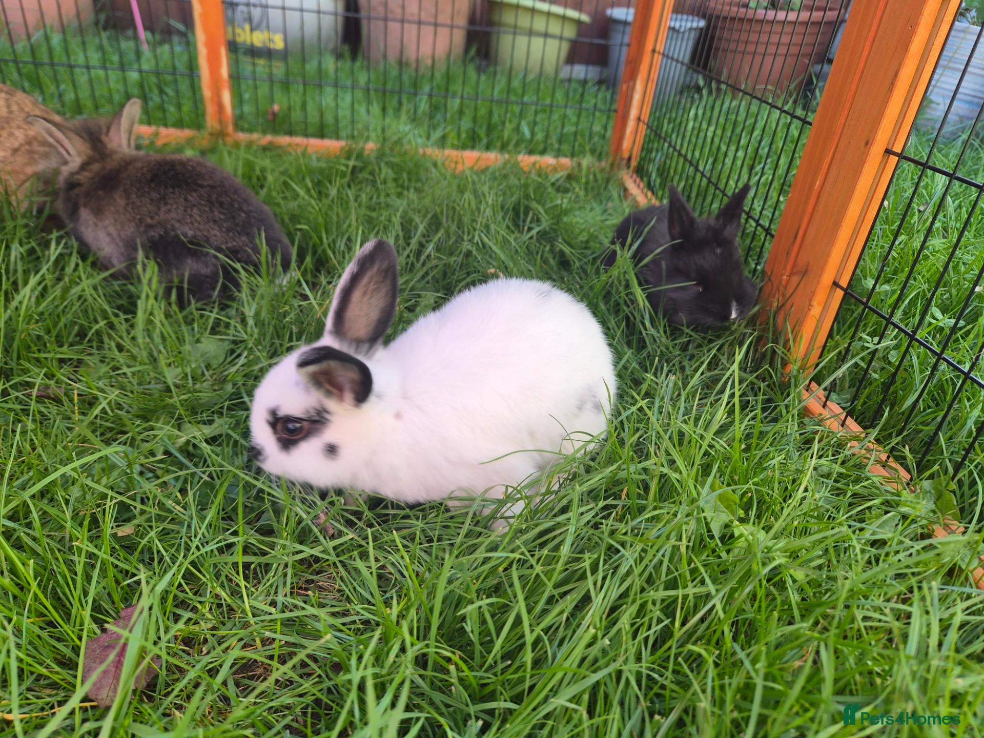 Mixed Breed rabbits Rabbits for sale  - Advert 1